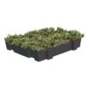 Aquaplan Aquaplant Groen Dak Op Tray 37x57 Cm -Tuinartikelen Winkel 123 829