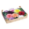 Bloembollenpakket - Dahlia Surprise Mix -Tuinartikelen Winkel 123 868