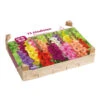 Bloembollenpakket - Gladiolen Joy Mix -Tuinartikelen Winkel 123 883